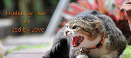 Scared cat with mouth open hissing